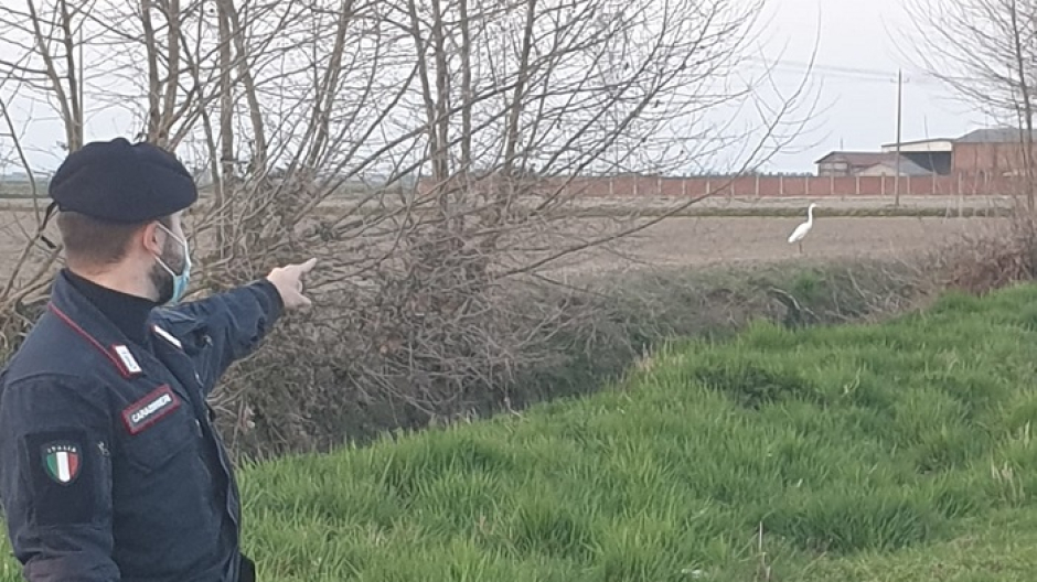 Chiama i carabinieri perchè vede le pecore al sole