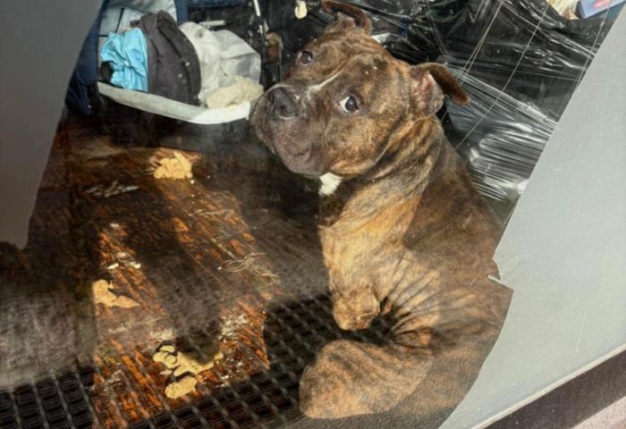 Cane abbandonato in casa senza cibo salvato dai poliziotti