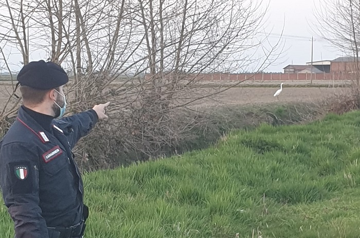 Chiama i carabinieri perchè vede le pecore al sole