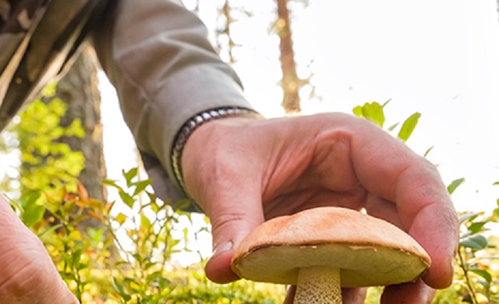 In Valsesia un boom nella vendita dei tesserini per i funghi