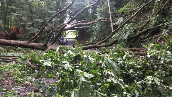 Allerta meteo nel Biellese: interventi per alberi caduti in strada