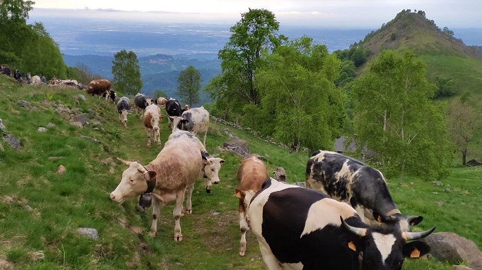 La Transumanza all'alpe di Mera