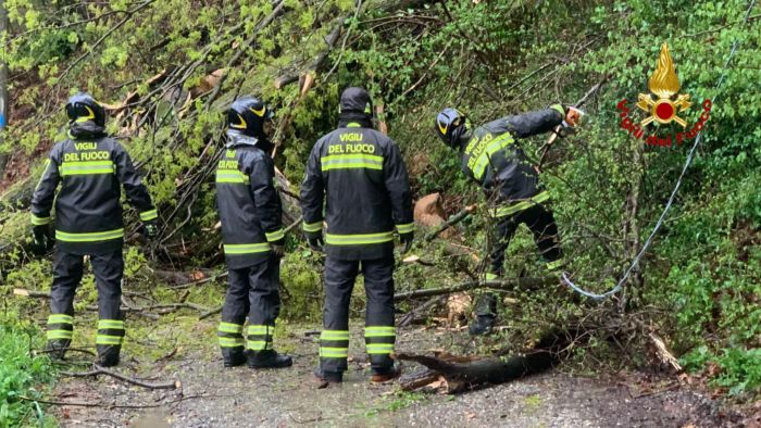 La pianta finisce sull'auto: illeso il conducente