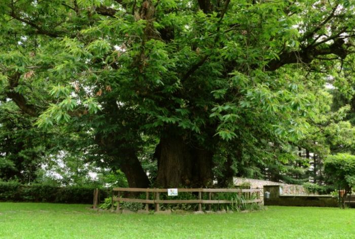 Danza attorno al grande albero monumentale a Bioglio