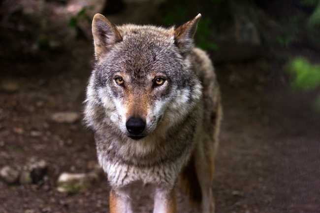 Dormelletto, serata su monitoraggio del lupo in aree protette Ticino e Lago Maggiore