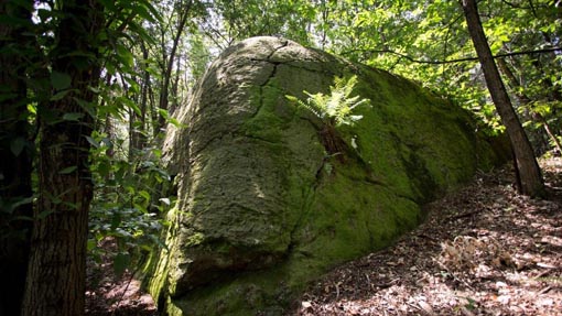 Borgo Ticino, inaugurazione interventi valorizzazione Riserva Naturale Bosco Solivo