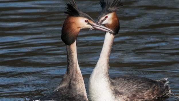 Progetto "Cusio 2030": mostra e conferenze su fauna del lago e Torre di Buccione