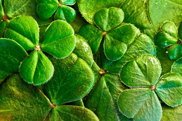 Briga Novarese, nel fine settimana "St.Patrick on the Cusio 2026"