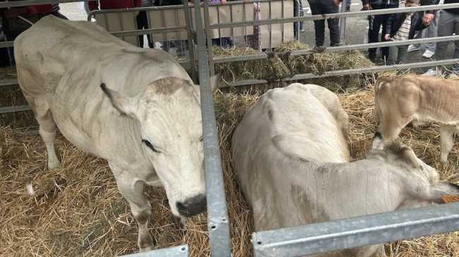 Oleggio, al via iscrizioni per gli espositori della Fiera Agricola del 1°maggio