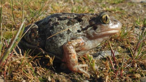 Cameri, “Passeggiata notturna col pelobate” nel Parco del Ticino