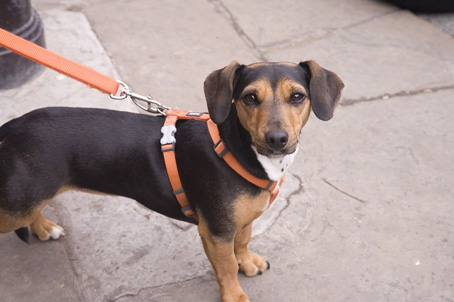 Cameri, campagna di sensibilizzazione su abbandono deiezioni canine