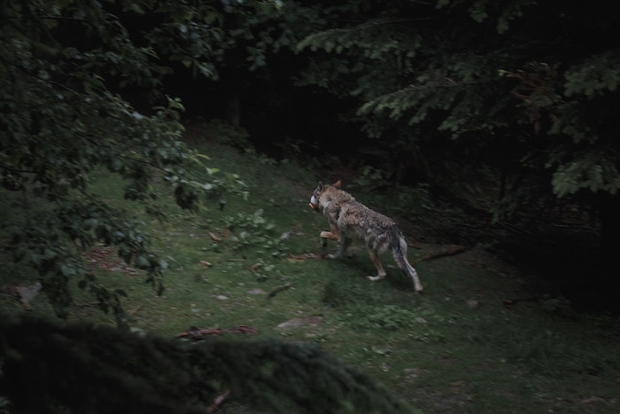 Predatori, associazione contesta l'incontro di Ornavasso e minaccia segnalazioni 