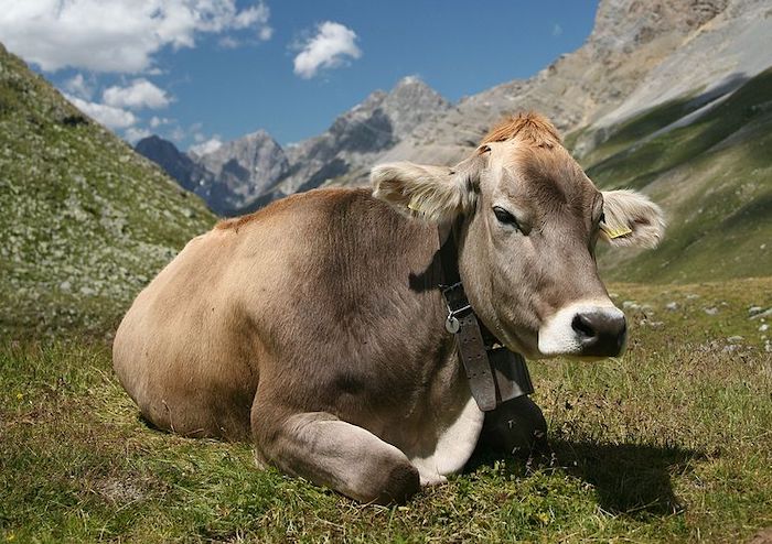 Razza bruna originaria, la mostra bovina a Santa Maria Maggiore 