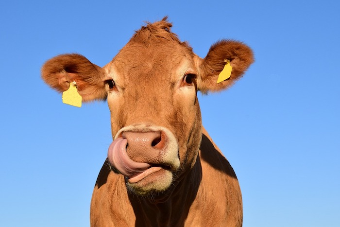 Crodo celebra la zootecnia: torna la Mostra Bovina Provinciale