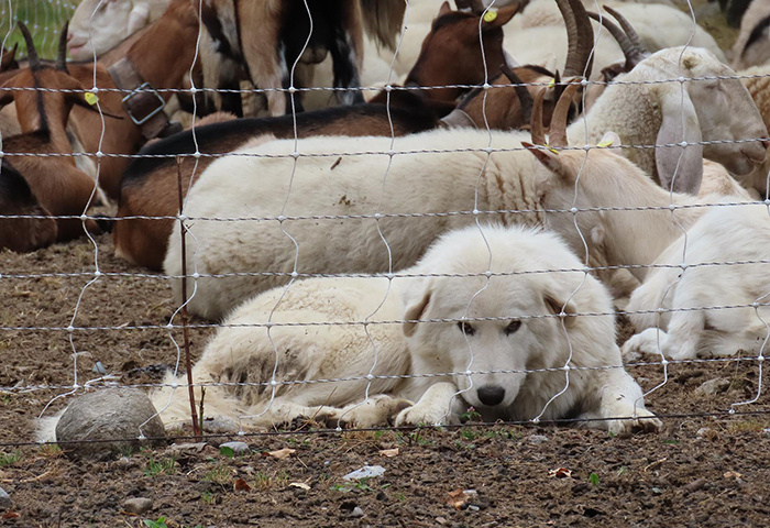 Lupo stabile nei parchi, al Devero cani da guardiania per proteggere il bestiame