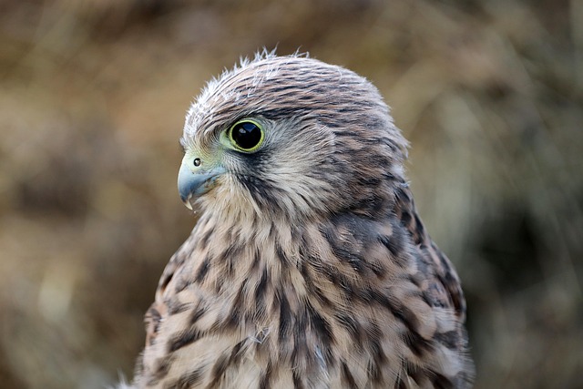 Al Lusentino i segreti della falconeria con diversi rapaci diurni e notturni