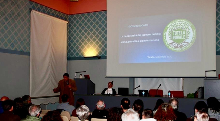 I pericoli della convivenza col lupo: conferenza a Varallo