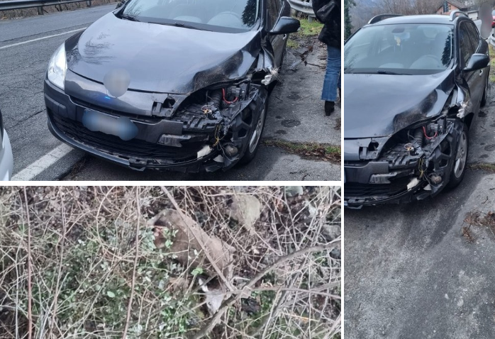 Incidente sulla SS 549: auto investe due cervi, uno muore e l'altro fugge