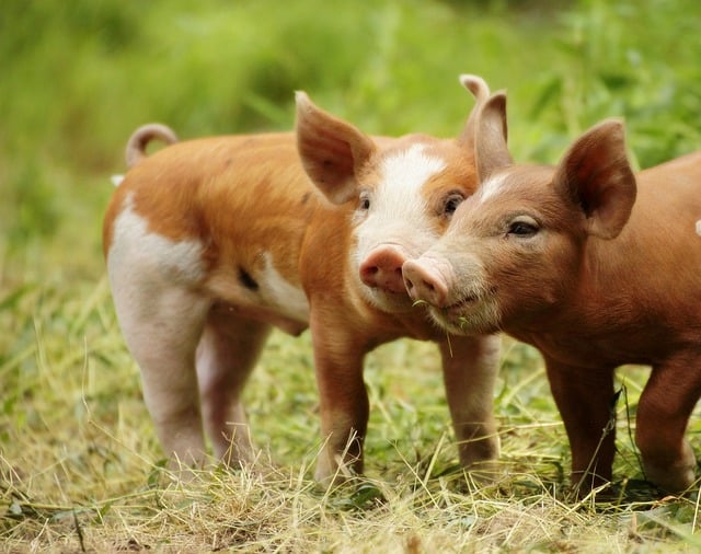 Dispositivi medici con tessuto animale. Cosa dice la legge? (di C.Crapanzano)