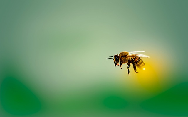 Bambini alla scoperta del mondo delle api e della biosfera