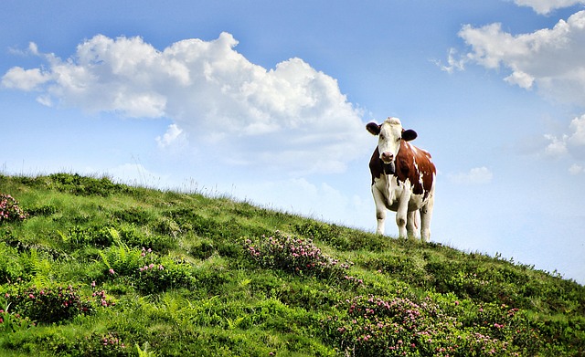 Agricoltura montana: nuovi contributi dalla Regione. A breve i bandi 
