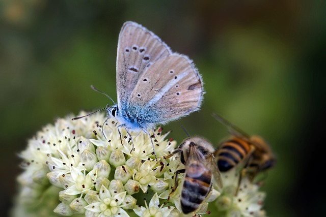 A Vogogna le insospettabili meraviglie di api, farfalle e fiori selvatici