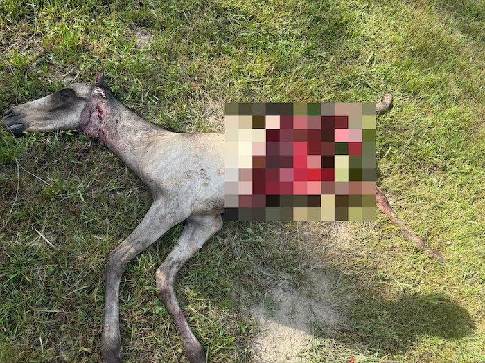 Macugnaga, puledro sbranato a pochi metri dalle case