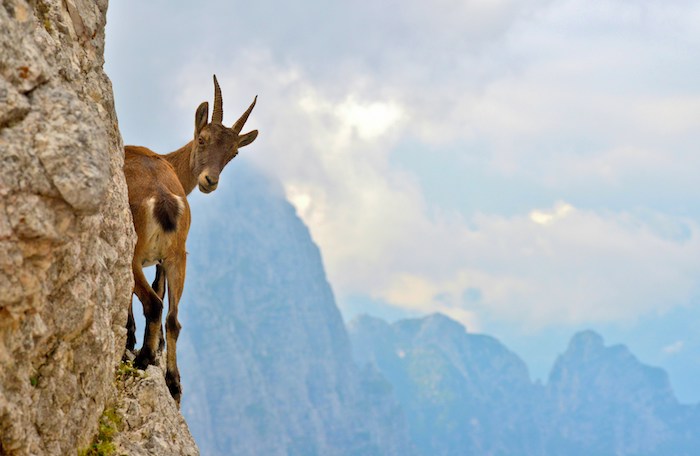 Stambecco fuori dalle specie cacciabili: il Governo fa marcia indietro 